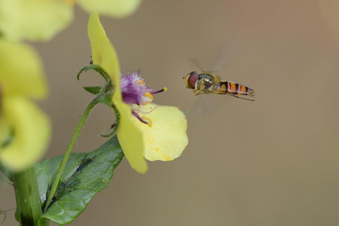Syrphidae da ID:  maschio di Episyrphus balteatus